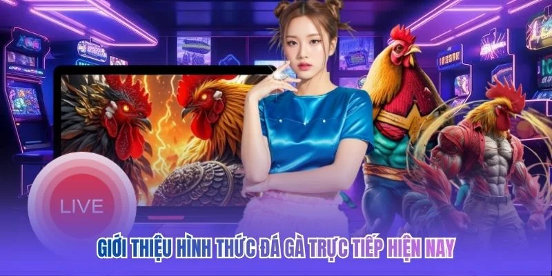 Giới thiệu hình thức đá gà trực tiếp hiện nay